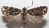  ( - 18-SRNP-102103)  @11 [ ] CreativeCommons  Attribution Non-Commercial Share-Alike (2019) Daniel H. Janzen Guanacaste Dry Forest Conservation Fund