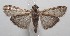  ( - 18-SRNP-102142)  @11 [ ] CreativeCommons  Attribution Non-Commercial Share-Alike (2019) Daniel H. Janzen Guanacaste Dry Forest Conservation Fund