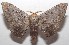  ( - 18-SRNP-102223)  @14 [ ] CreativeCommons  Attribution Non-Commercial Share-Alike (2019) Daniel H. Janzen Guanacaste Dry Forest Conservation Fund