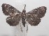  ( - 18-SRNP-102293)  @11 [ ] CreativeCommons  Attribution Non-Commercial Share-Alike (2019) Daniel H. Janzen Guanacaste Dry Forest Conservation Fund