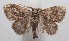  ( - 18-SRNP-102309)  @13 [ ] CreativeCommons  Attribution Non-Commercial Share-Alike (2019) Daniel H. Janzen Guanacaste Dry Forest Conservation Fund