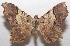  ( - 18-SRNP-102439)  @14 [ ] CreativeCommons  Attribution Non-Commercial Share-Alike (2019) Daniel H. Janzen Guanacaste Dry Forest Conservation Fund