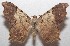  (Macaria approximariaDHJ01 - 18-SRNP-102440)  @14 [ ] CreativeCommons  Attribution Non-Commercial Share-Alike (2019) Daniel H. Janzen Guanacaste Dry Forest Conservation Fund
