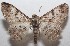  ( - 18-SRNP-102447)  @14 [ ] CreativeCommons  Attribution Non-Commercial Share-Alike (2019) Daniel H. Janzen Guanacaste Dry Forest Conservation Fund