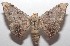  ( - 18-SRNP-102517)  @14 [ ] CreativeCommons  Attribution Non-Commercial Share-Alike (2019) Daniel H. Janzen Guanacaste Dry Forest Conservation Fund