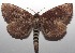  ( - 18-SRNP-102599)  @14 [ ] CreativeCommons  Attribution Non-Commercial Share-Alike (2019) Daniel H. Janzen Guanacaste Dry Forest Conservation Fund