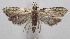  ( - 18-SRNP-102654)  @11 [ ] CreativeCommons  Attribution Non-Commercial Share-Alike (2019) Daniel H. Janzen Guanacaste Dry Forest Conservation Fund
