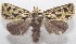  ( - 18-SRNP-102659)  @11 [ ] CreativeCommons  Attribution Non-Commercial Share-Alike (2019) Daniel H. Janzen Guanacaste Dry Forest Conservation Fund
