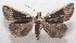  ( - 18-SRNP-102665)  @11 [ ] CreativeCommons  Attribution Non-Commercial Share-Alike (2019) Daniel H. Janzen Guanacaste Dry Forest Conservation Fund