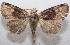  ( - 18-SRNP-102669)  @11 [ ] CreativeCommons  Attribution Non-Commercial Share-Alike (2019) Daniel H. Janzen Guanacaste Dry Forest Conservation Fund