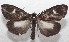  ( - 18-SRNP-102686)  @14 [ ] CreativeCommons  Attribution Non-Commercial Share-Alike (2019) Daniel H. Janzen Guanacaste Dry Forest Conservation Fund