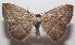  ( - 18-SRNP-102690)  @11 [ ] CreativeCommons  Attribution Non-Commercial Share-Alike (2019) Daniel H. Janzen Guanacaste Dry Forest Conservation Fund
