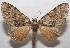  ( - 18-SRNP-102695)  @11 [ ] CreativeCommons  Attribution Non-Commercial Share-Alike (2019) Daniel H. Janzen Guanacaste Dry Forest Conservation Fund