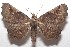  (Pero simila - 18-SRNP-102714)  @15 [ ] CreativeCommons  Attribution Non-Commercial Share-Alike (2019) Daniel H. Janzen Guanacaste Dry Forest Conservation Fund