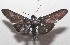  ( - 18-SRNP-102730)  @11 [ ] CreativeCommons  Attribution Non-Commercial Share-Alike (2019) Daniel H. Janzen Guanacaste Dry Forest Conservation Fund