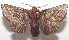  ( - 18-SRNP-102760)  @11 [ ] CreativeCommons  Attribution Non-Commercial Share-Alike (2019) Daniel H. Janzen Guanacaste Dry Forest Conservation Fund