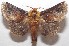  (Miresa argentea - 18-SRNP-102761)  @15 [ ] CreativeCommons  Attribution Non-Commercial Share-Alike (2019) Daniel H. Janzen Guanacaste Dry Forest Conservation Fund