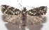  ( - 18-SRNP-102774)  @11 [ ] CreativeCommons  Attribution Non-Commercial Share-Alike (2019) Daniel H. Janzen Guanacaste Dry Forest Conservation Fund