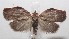  ( - 18-SRNP-102823)  @11 [ ] CreativeCommons  Attribution Non-Commercial Share-Alike (2019) Daniel H. Janzen Guanacaste Dry Forest Conservation Fund