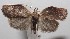  ( - 18-SRNP-102824)  @11 [ ] CreativeCommons  Attribution Non-Commercial Share-Alike (2019) Daniel H. Janzen Guanacaste Dry Forest Conservation Fund