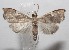  ( - 18-SRNP-102862)  @11 [ ] CreativeCommons  Attribution Non-Commercial Share-Alike (2019) Daniel H. Janzen Guanacaste Dry Forest Conservation Fund