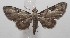  (Eupithecia BioLep1182 - 18-SRNP-102872)  @11 [ ] CreativeCommons  Attribution Non-Commercial Share-Alike (2019) Daniel H. Janzen Guanacaste Dry Forest Conservation Fund