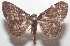  ( - 18-SRNP-102927)  @13 [ ] CreativeCommons  Attribution Non-Commercial Share-Alike (2019) Daniel H. Janzen Guanacaste Dry Forest Conservation Fund