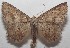  ( - 18-SRNP-102943)  @11 [ ] CreativeCommons  Attribution Non-Commercial Share-Alike (2019) Daniel H. Janzen Guanacaste Dry Forest Conservation Fund