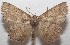  ( - 18-SRNP-102944)  @11 [ ] CreativeCommons  Attribution Non-Commercial Share-Alike (2019) Daniel H. Janzen Guanacaste Dry Forest Conservation Fund
