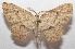  (Cyclophora BioLep3041 - 18-SRNP-102954)  @11 [ ] CreativeCommons  Attribution Non-Commercial Share-Alike (2019) Daniel H. Janzen Guanacaste Dry Forest Conservation Fund