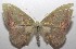  ( - 18-SRNP-103029)  @11 [ ] CreativeCommons  Attribution Non-Commercial Share-Alike (2019) Daniel H. Janzen Guanacaste Dry Forest Conservation Fund