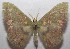  ( - 18-SRNP-103031)  @11 [ ] CreativeCommons  Attribution Non-Commercial Share-Alike (2019) Daniel H. Janzen Guanacaste Dry Forest Conservation Fund
