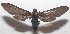 ( - 18-SRNP-103228)  @11 [ ] CreativeCommons  Attribution Non-Commercial Share-Alike (2019) Daniel H. Janzen Guanacaste Dry Forest Conservation Fund