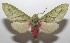  ( - 18-SRNP-103273)  @14 [ ] CreativeCommons  Attribution Non-Commercial Share-Alike (2019) Daniel H. Janzen Guanacaste Dry Forest Conservation Fund