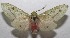  ( - 18-SRNP-103274)  @13 [ ] CreativeCommons  Attribution Non-Commercial Share-Alike (2019) Daniel H. Janzen Guanacaste Dry Forest Conservation Fund