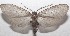  ( - 18-SRNP-103283)  @11 [ ] CreativeCommons  Attribution Non-Commercial Share-Alike (2019) Daniel H. Janzen Guanacaste Dry Forest Conservation Fund