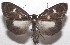  ( - 18-SRNP-103301)  @14 [ ] CreativeCommons  Attribution Non-Commercial Share-Alike (2019) Daniel H. Janzen Guanacaste Dry Forest Conservation Fund