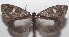  ( - 18-SRNP-103305)  @14 [ ] CreativeCommons  Attribution Non-Commercial Share-Alike (2019) Daniel H. Janzen Guanacaste Dry Forest Conservation Fund