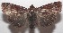  ( - 18-SRNP-103350)  @11 [ ] CreativeCommons  Attribution Non-Commercial Share-Alike (2019) Daniel H. Janzen Guanacaste Dry Forest Conservation Fund