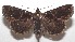  ( - 18-SRNP-103355)  @13 [ ] CreativeCommons  Attribution Non-Commercial Share-Alike (2019) Daniel H. Janzen Guanacaste Dry Forest Conservation Fund