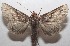  ( - 18-SRNP-103363)  @13 [ ] CreativeCommons  Attribution Non-Commercial Share-Alike (2019) Daniel H. Janzen Guanacaste Dry Forest Conservation Fund