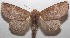  ( - 18-SRNP-103415)  @14 [ ] CreativeCommons  Attribution Non-Commercial Share-Alike (2019) Daniel H. Janzen Guanacaste Dry Forest Conservation Fund