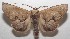  ( - 18-SRNP-103417)  @14 [ ] CreativeCommons  Attribution Non-Commercial Share-Alike (2019) Daniel H. Janzen Guanacaste Dry Forest Conservation Fund
