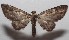  ( - 18-SRNP-103440)  @13 [ ] CreativeCommons  Attribution Non-Commercial Share-Alike (2019) Daniel H. Janzen Guanacaste Dry Forest Conservation Fund