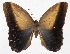  (Caligo Janzen01 - 18-SRNP-55280)  @11 [ ] CreativeCommons  Attribution Non-Commercial Share-Alike (2023) Daniel H. Janzen Guanacaste Dry Forest Conservation Fund