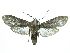  ( - INB0003554864)  @11 [ ] CreativeCommons  Attribution Non-Commercial Share-Alike (2019) Daniel H. Janzen Guanacaste Dry Forest Conservation Fund