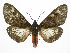  ( - INB0003766175)  @11 [ ] CreativeCommons  Attribution Non-Commercial Share-Alike (2019) Daniel H. Janzen Guanacaste Dry Forest Conservation Fund