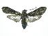  ( - INB0003880460)  @11 [ ] CreativeCommons  Attribution Non-Commercial Share-Alike (2019) Daniel H. Janzen Guanacaste Dry Forest Conservation Fund