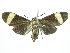  ( - INB0004051364)  @11 [ ] CreativeCommons  Attribution Non-Commercial Share-Alike (2019) Daniel H. Janzen Guanacaste Dry Forest Conservation Fund