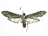  ( - INB0004054607)  @13 [ ] CreativeCommons  Attribution Non-Commercial Share-Alike (2019) Daniel H. Janzen Guanacaste Dry Forest Conservation Fund